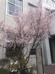 3号館前の桜
