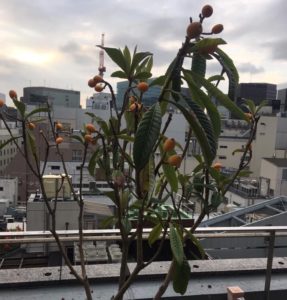 屋上で育つビワの木