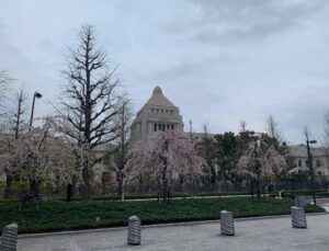 国会議事堂と桜