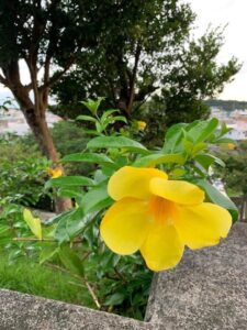 黄色いアラマンダの花