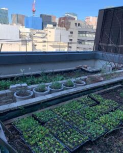 ビルの屋上に植えられたたくさんの苗