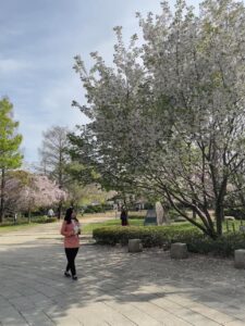 公園の葉桜