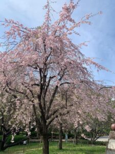 見事な桜の大木