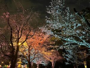 ライトアップされた桜の木々