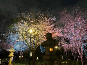 灯篭とあいまって幻想的な雰囲気の桜