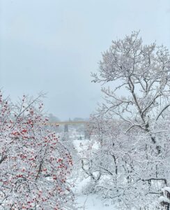 雪を纏った柿などの木々