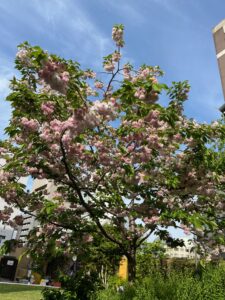 やや終盤の八重桜