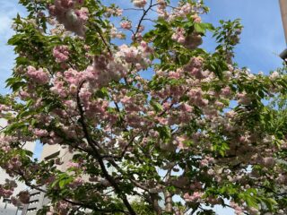 やや終盤の八重桜