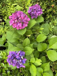 赤紫色の紫陽花（画像を拡大します）