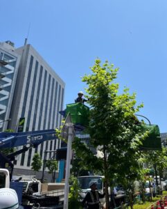 高所作業車で街路樹の剪定を行う様子