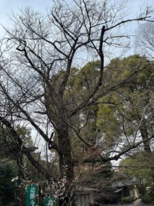 葉を落とした大木