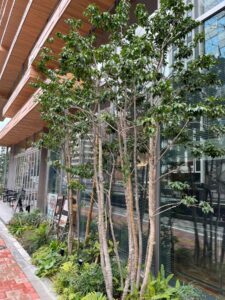 木々を交えた植栽の外観