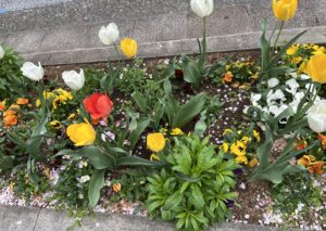 チューリップなど花壇の花々